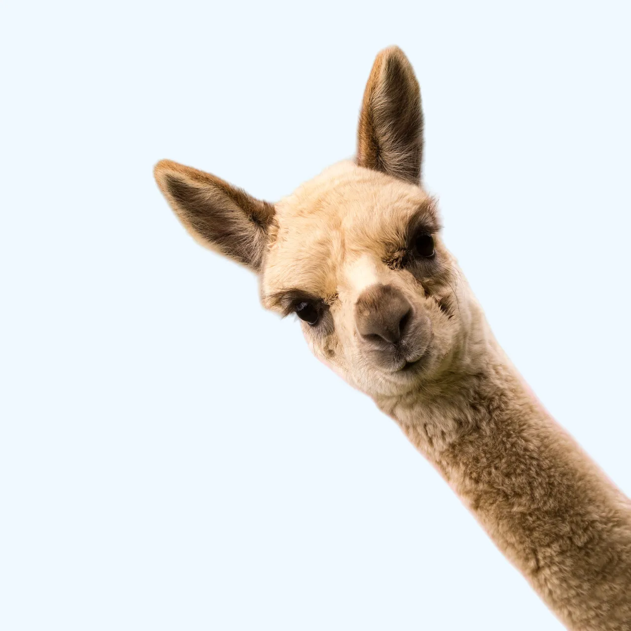 Llama
